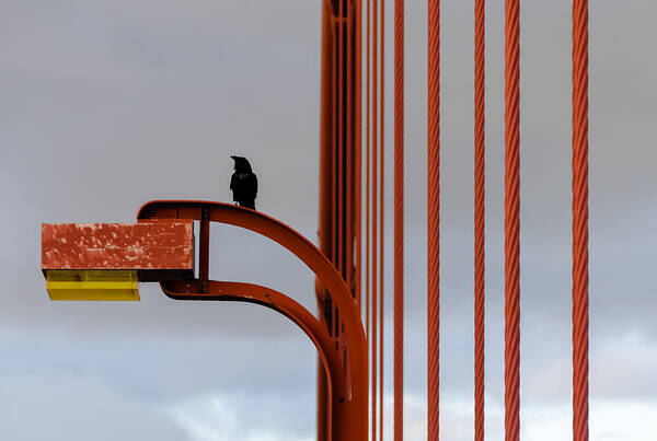 Bridge Poster featuring the photograph Golden Gate Crow by Anatoliy Kosterev