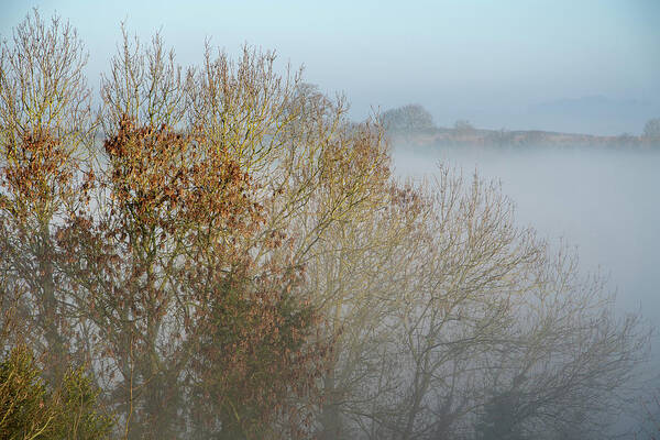 Winter Poster featuring the photograph Golden leaves by Mark Hunter