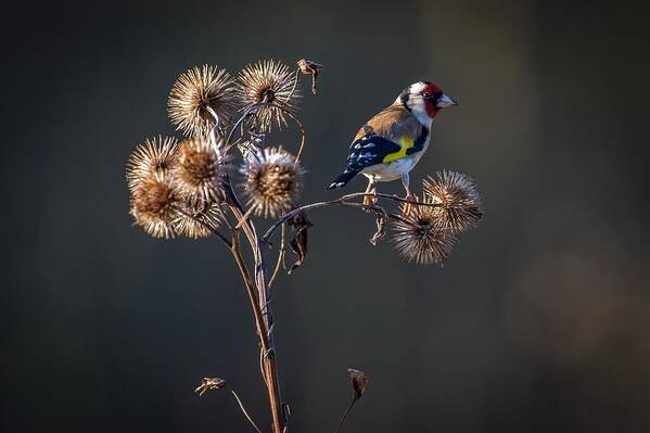 Goldfinch Poster featuring the photograph Goldfinch by Marcel peta