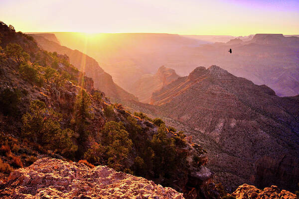 Grand Canyon Poster featuring the photograph Grand Canyon Sunset Bird by Chance Kafka