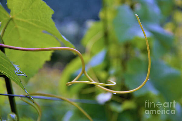 Vineyard Poster featuring the photograph Graceful Curve of a Grapevine tendril by Leslie Struxness