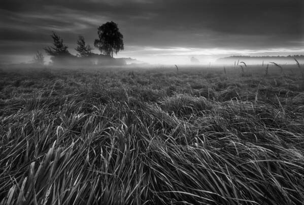 Grass Poster featuring the photograph Grass... by Krzysztof Browko