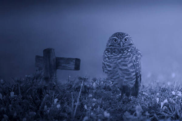 Burrowing Owl Poster featuring the photograph Graveyard Keeper by Leah Xu