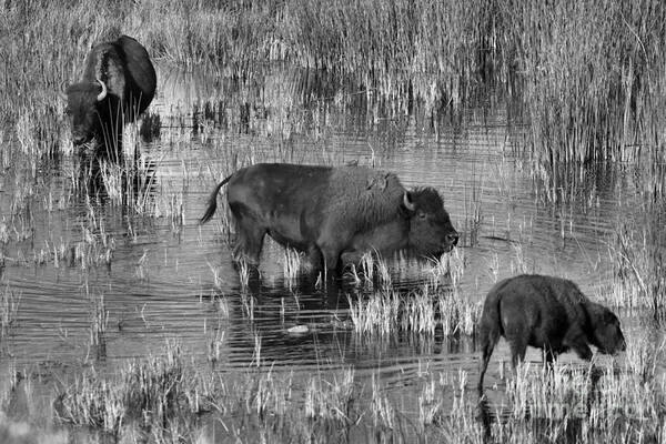 Bison Poster featuring the photograph Grazing In The Slough Creek Marsh Black And White by Adam Jewell