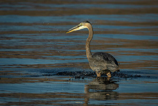 Great Blue Heron Poster featuring the photograph Great Blue Heron by Rick Mosher