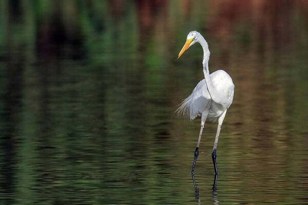 Great Egret Poster featuring the photograph Great Egret 2729-071219 by Tam Ryan