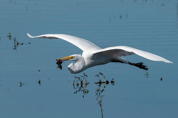 Great Egret Poster featuring the photograph Great Egret Flying with Fish by Ken Stampfer