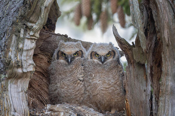 Great Horned Owl Poster featuring the photograph Great Horned Owl by Max Wang