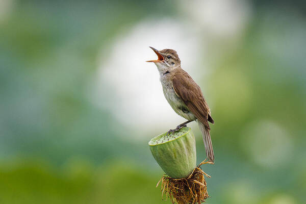 Great Reed Warbler Poster featuring the photograph Great Reed Warbler by Ryu Shin Woo