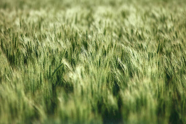 Green Poster featuring the photograph Green Growing Wheat by Todd Klassy