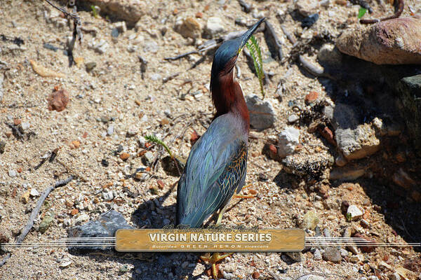 Green Heron Poster featuring the photograph Green Heron Strut - Virgin Nature Series by Climate Change VI - Sales