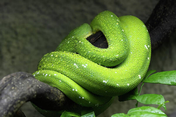 Green Poster featuring the photograph Green Tree Python Coiled Up On Branch by Artur Bogacki