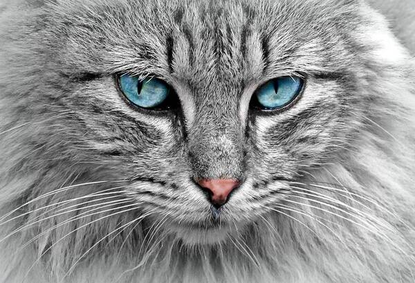 Cat Poster featuring the photograph Grey cat with blue eyes by Top Wallpapers