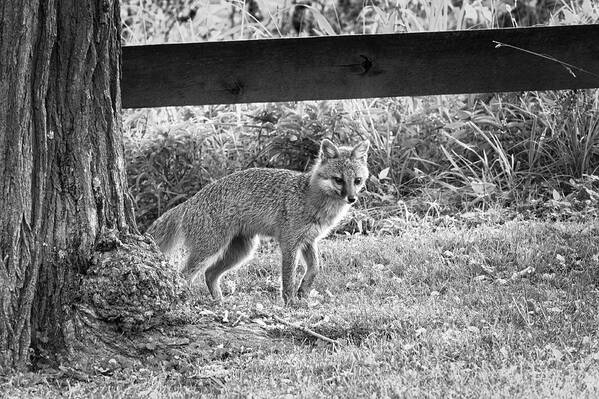 Grey Fox Poster featuring the photograph Grey fox by a tree by Dan Friend