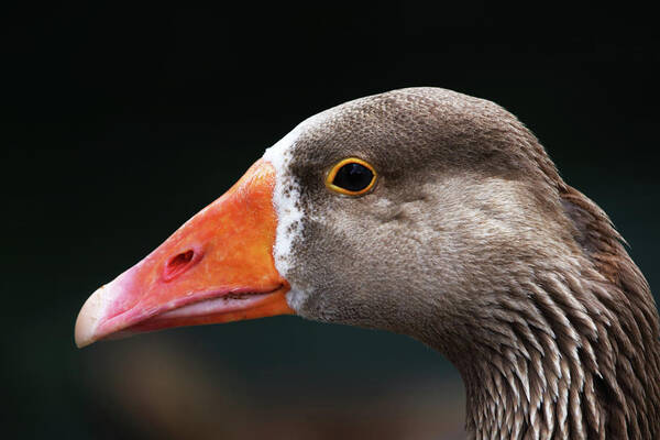 Greylag Goose Poster featuring the photograph Greylag Goose Portrait by Jeff Townsend