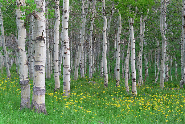 Scenics Poster featuring the photograph Grove Of Aspen Trees, With White Bark by Mint Images - David Schultz
