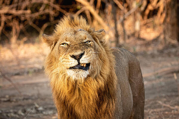Nature Poster featuring the photograph Grumpy Lion by Mike Taylor