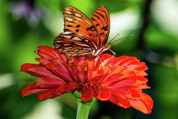 Gulf Fritillary Butterfly Poster featuring the photograph Gulf Fritillary on Red Zinnia by Mary Ann Artz