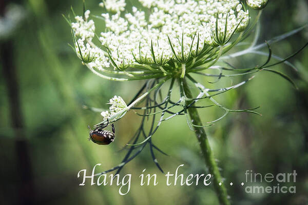Flower Poster featuring the photograph Hang In There by Sharon McConnell