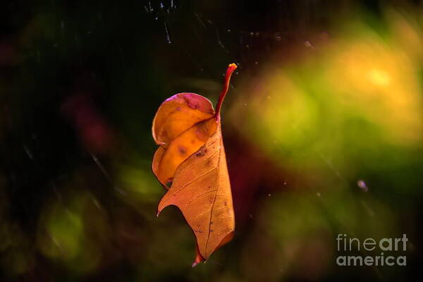 Autumn Poster featuring the photograph Hanging by a Thread by Diana Mary Sharpton