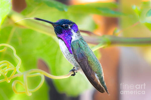 Hummingbird Poster featuring the photograph Happy Costa's by Lisa Manifold