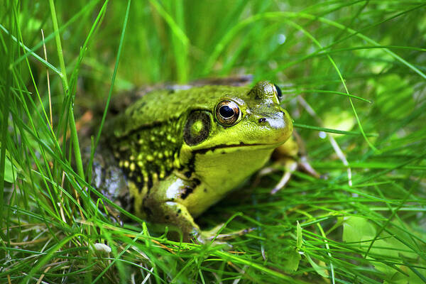 Frog Poster featuring the photograph Happy Green Frog by Christina Rollo