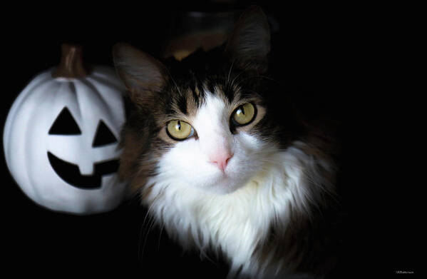 Halloween Poster featuring the photograph Happy Halloween Cat by Veronica Batterson