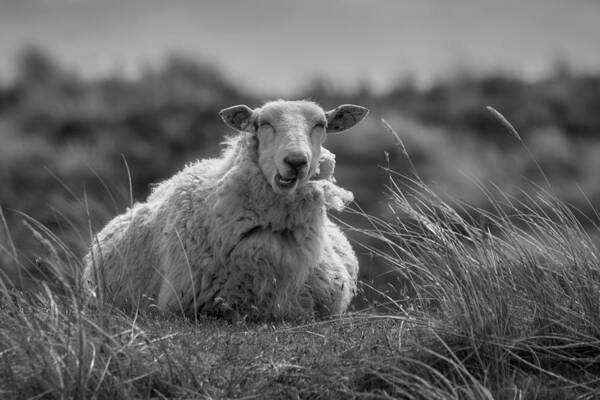 Sheep Poster featuring the photograph Happy Sheep Resting In The Dunes by Bodo Balzer