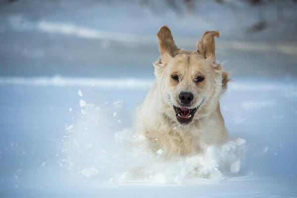 Happy Poster featuring the photograph Happy Winter Golden #5 by White Mountain Images