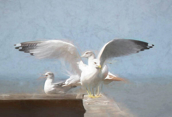 Seagull Poster featuring the photograph Harbour Watch by Pete Rems