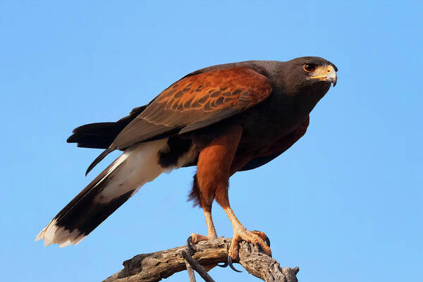 Harris’s Hawk Poster featuring the photograph Harris Hawk on the Hunt by Kathleen Bishop