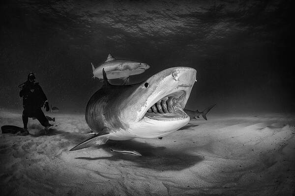 Underwater Poster featuring the photograph Hello, My Name Is Shark by Jennifer Lu