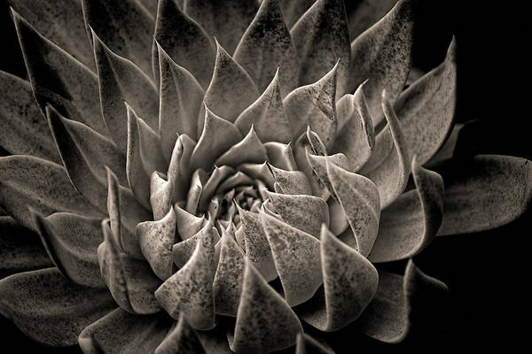 Hen And Chicks Poster featuring the photograph Hen and chicks in monochrome by Alessandra RC