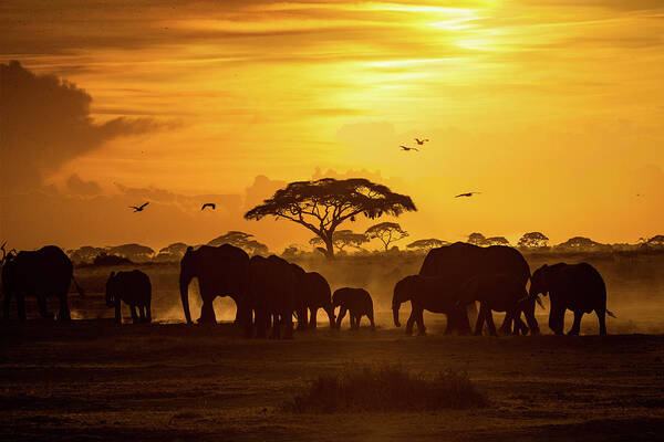 Elephant Poster featuring the photograph Sunset in Amboseli by Good Focused