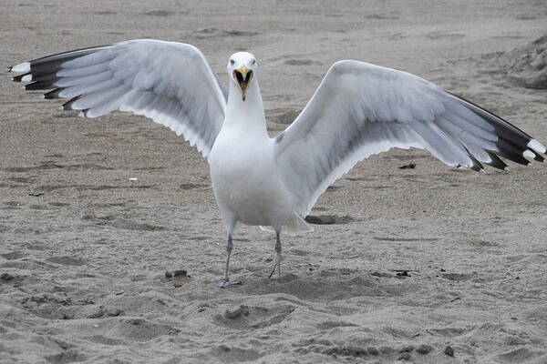 Herring Gull Poster featuring the photograph Herring Gull by Jean Evans