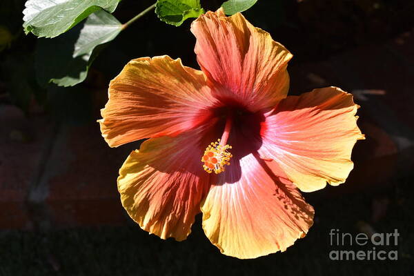 Hibiscus Poster featuring the digital art Hibiscus by Yenni Harrison