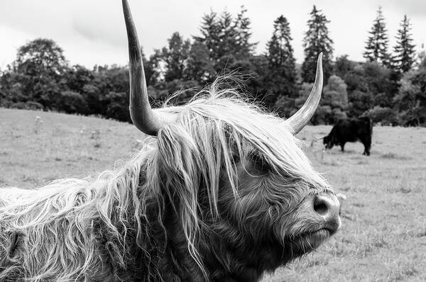 Highland Coo Poster featuring the photograph Highland Coo BW by Christi Kraft