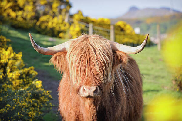Horned Poster featuring the photograph Highland Cow In Flowering Gorse by Georgeclerk