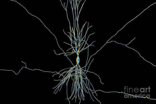 Brain Poster featuring the photograph Hippocampus Neuron by Kateryna Kon/science Photo Library