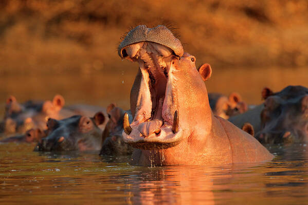 Hippopotamus Poster featuring the photograph Hippopotamus Hippopotamus Amphibius by David Fettes