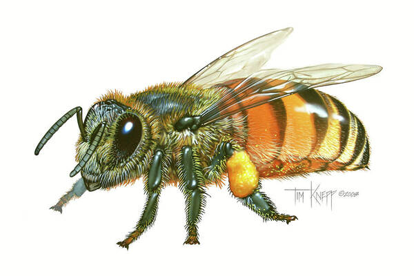Honey Bee Poster featuring the painting Honey Bee by Tim Knepp