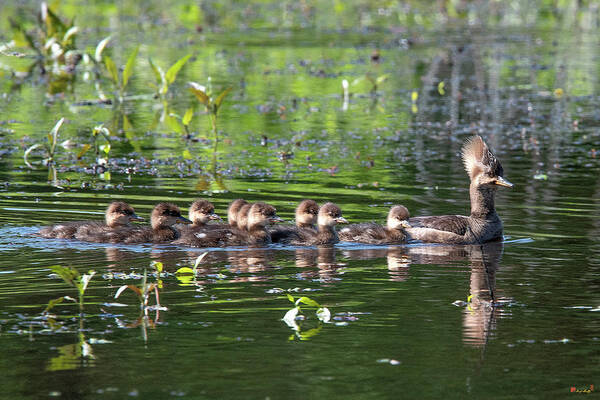 Nature Poster featuring the photograph Hooded Merganser and Her Ducklings DWF0202 by Gerry Gantt