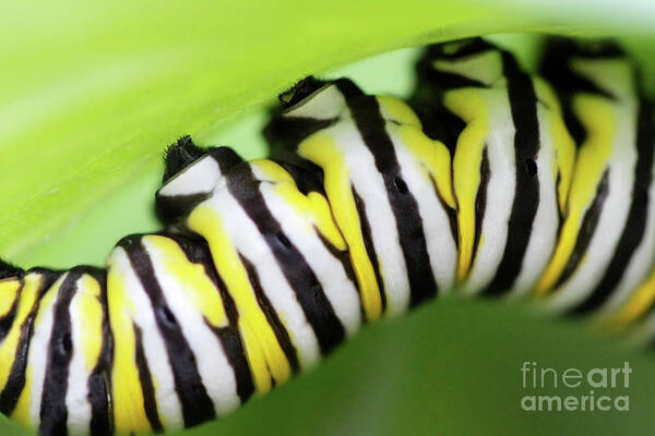 Monarch Caterpillar Poster featuring the photograph Hope by Karen Adams