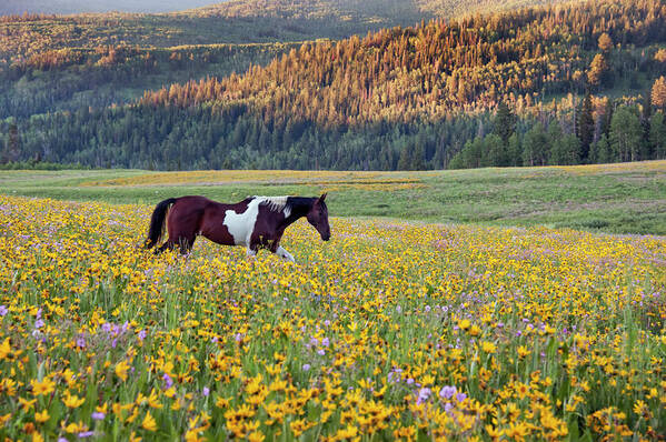 Horse Poster featuring the photograph Horse In A Field Of Wildflowers. Uinta by Mint Images - David Schultz