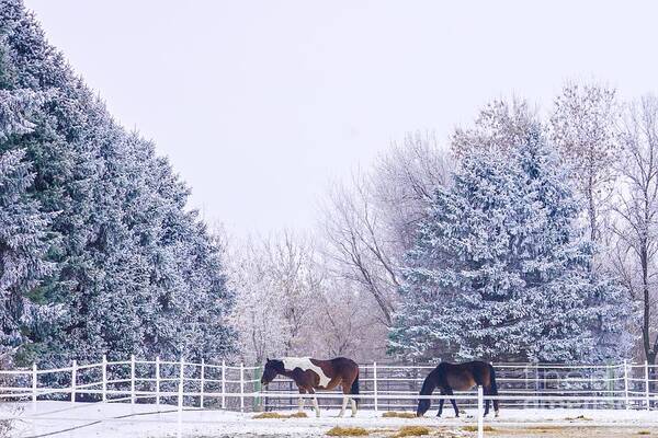 Minnesota Poster featuring the photograph Horses in the Snow by Susan Rydberg