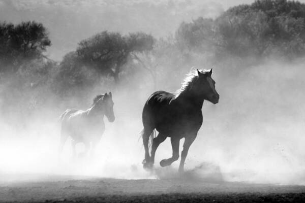 Photo Poster featuring the photograph Horses on the run by Top Wallpapers