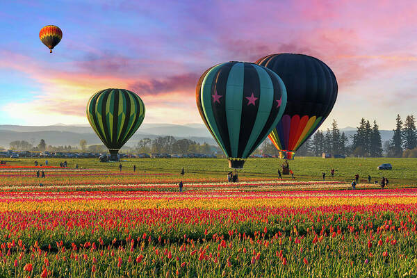 Dawn Poster featuring the photograph Hot Air Balloons At Sunrise by David Gn Photography
