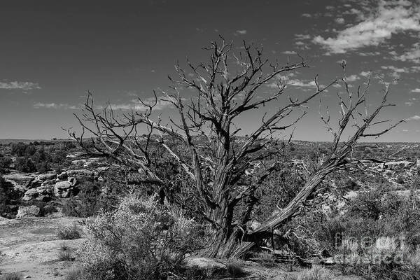 Four Corners 2018 Poster featuring the photograph Hovenweep Morning by Jeff Hubbard