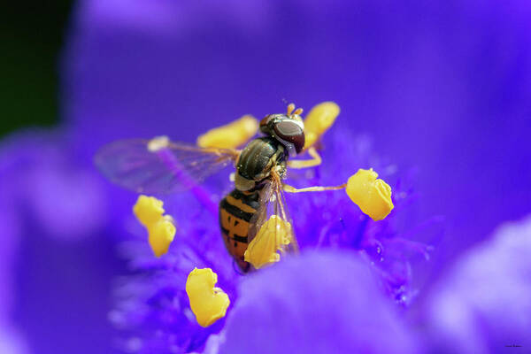 Syrphidae Poster featuring the photograph Hoverfly on a Purple Plant by Crystal Wightman