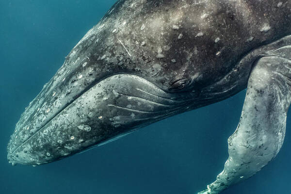 Animal Poster featuring the photograph Humbpack Whale Up Close by Tui De Roy